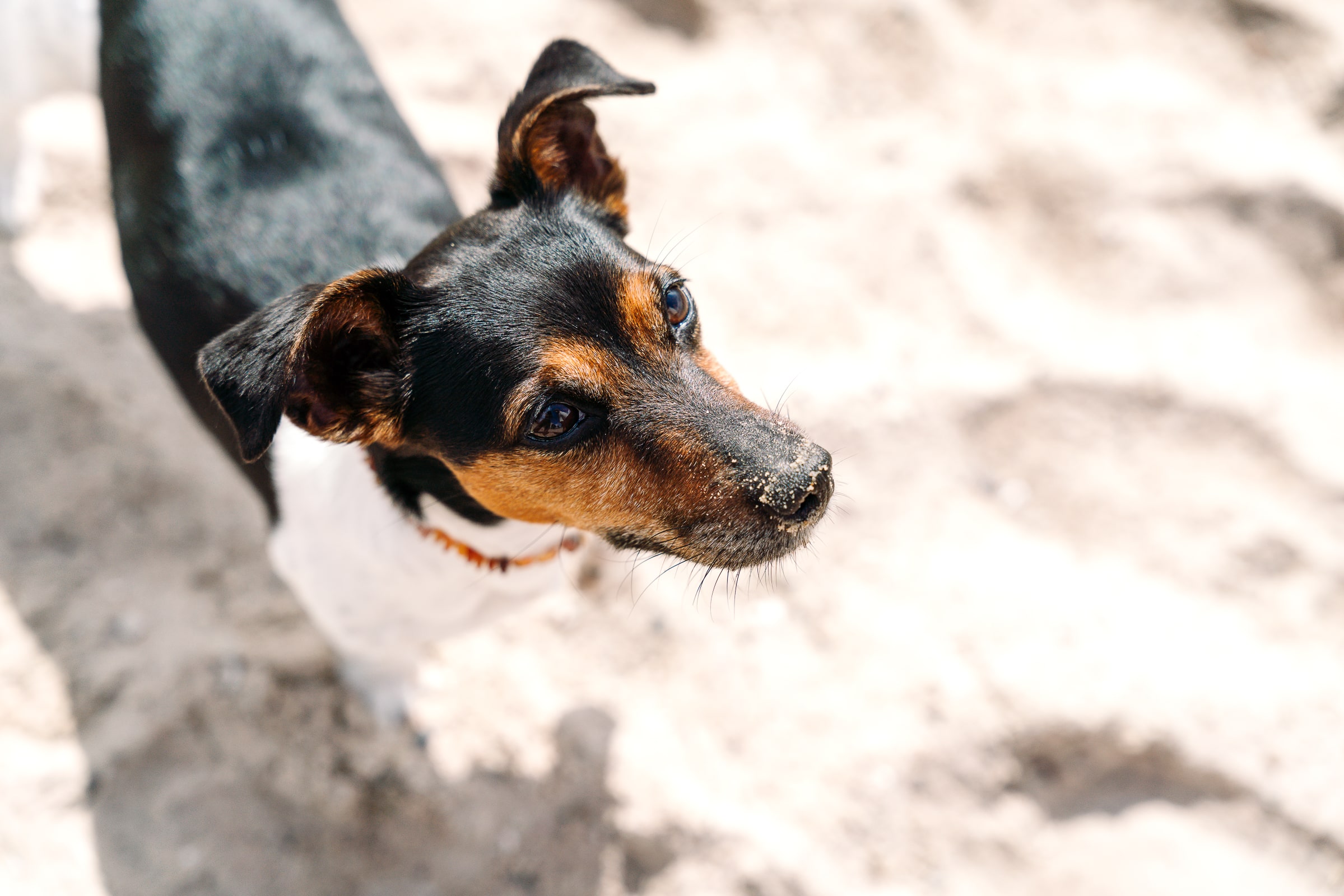 Hund am Strand